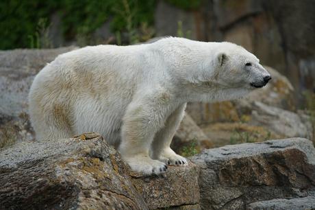 Sony FE 70-200mm F2.8 GM OSS: toma de contacto DSC00409