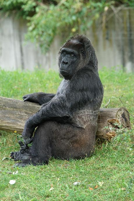 Sony FE 70-200mm F2.8 GM OSS: toma de contacto DSC00281