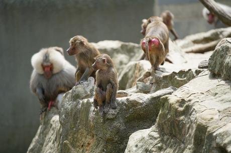 Sony FE 70-200mm F2.8 GM OSS: toma de contacto DSC00290