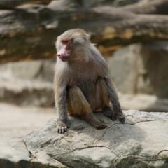 Sony FE 70-200mm F2.8 GM OSS: toma de contacto image01