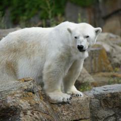 Sony FE 70-200mm F2.8 GM OSS: toma de contacto image01