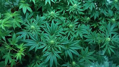 Marihuana contra el dolor Marihuana terapéutica