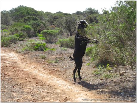 Menorca running (I): Camí de Cavalls – de Cala Galdana a Son Saura y vuelta