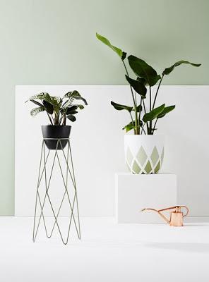 Mis plantas en un pedestal