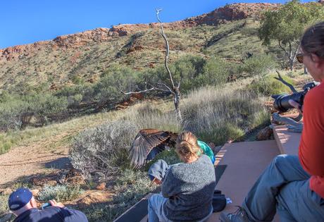 Águila trata de llevarse a un pequeño niño durante un espectáculo de aves Águila trata de llevarse a un pequeño niño durante un espectáculo de aves