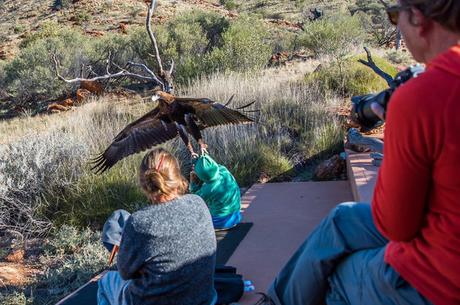 Águila trata de llevarse a un pequeño niño durante un espectáculo de aves Águila trata de llevarse a un pequeño niño durante un espectáculo de aves