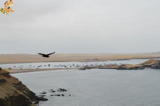 Qué ver en la Reserva Nacional de Paracas?