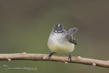 Piojito común (White-crested tyrannulet) Serpophaga subcristata