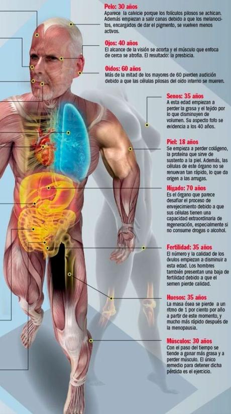 Lo que duran nuestros órganos