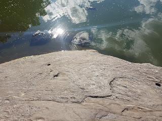 UN PASEO POR CENTRAL PARK turtle