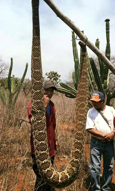 serpiente gigante san aciro de acosta