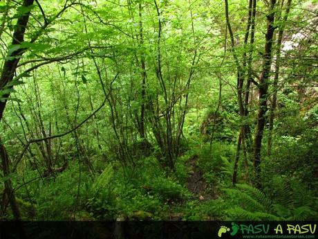 Bosque en la bajada al Oyu la Madre