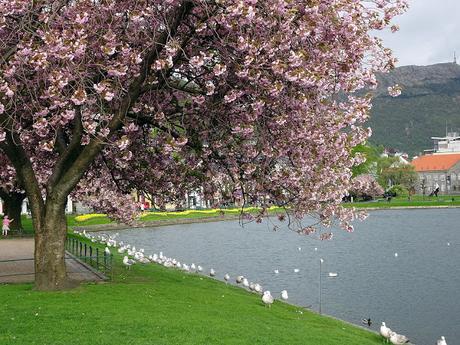 Un paseo por el centro de Bergen Un paseo por el centro de Bergen