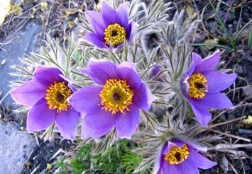 Pulsatilla homeopática para el tratamiento del catarro