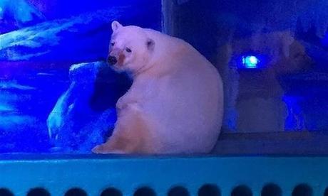 285.000 personas instan a un parque en China liberar al oso polar más triste del mundo
