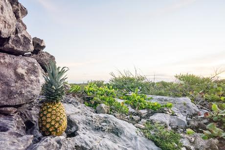 En Instagram Sin Una Piña No Eres Nadie