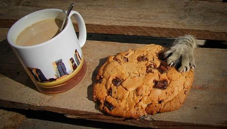 Alimentos Que Un Gato Puede Consumir – Preguntas Más Frecuentes alimento prohibidos para gtatos