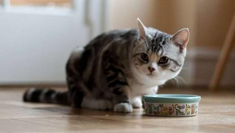 Alimentos Que Un Gato Puede Consumir – Preguntas Más Frecuentes alimentos que un gato puede consumir