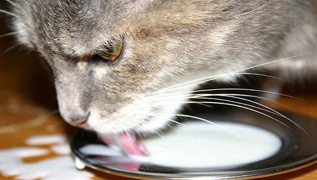 Alimentos Que Un Gato Puede Consumir – Preguntas Más Frecuentes alimentos que un gato no puede comer