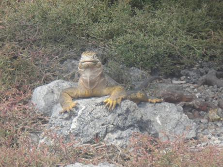 Iguana terrestre de Galápagos en Islas Plaza Norte. Crédito: Natalia Ruiz.