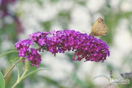 Inflorescencia vencida por el peso de la mariposa - Fotografía artística