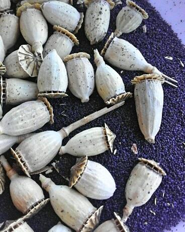 Beneficios de las semillas de amapola y cómo recolectarlas