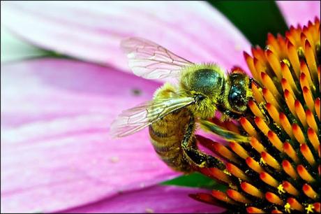 ABEJA EN EQUINACEA PÚRPURA - BEE ON PURPLE CONE FLOWER.