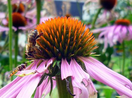 ABEJA EN EQUINACEA PÚRPURA - BEE ON PURPLE CONE FLOWER.