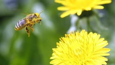 IMAGENES DE ABEJAS BAÑADAS EN POLEN - IMAGES OF BEES BATHE IN POLLEN.