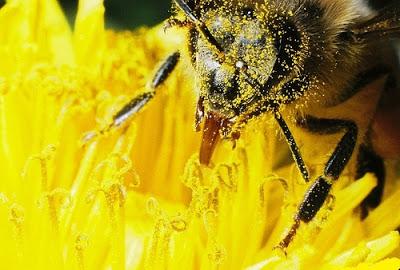 IMAGENES DE ABEJAS BAÑADAS EN POLEN - IMAGES OF BEES BATHE IN POLLEN.