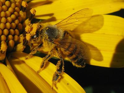 IMAGENES DE ABEJAS BAÑADAS EN POLEN - IMAGES OF BEES BATHE IN POLLEN.