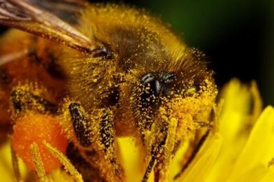 IMAGENES DE ABEJAS BAÑADAS EN POLEN - IMAGES OF BEES BATHE IN POLLEN.