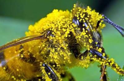 IMAGENES DE ABEJAS BAÑADAS EN POLEN - IMAGES OF BEES BATHE IN POLLEN.