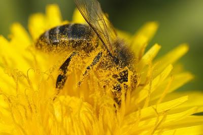 IMAGENES DE ABEJAS BAÑADAS EN POLEN - IMAGES OF BEES BATHE IN POLLEN.