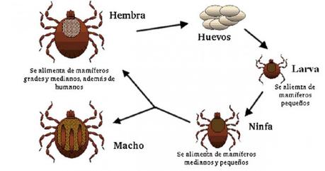 Si las lamblias a la vaca es posible beber la leche