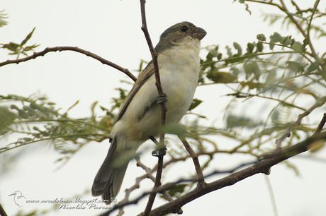 Corbatita blanco (White-bellied Seedeater) Sporophila leucoptera