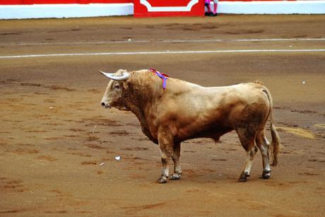 Tarde de toros