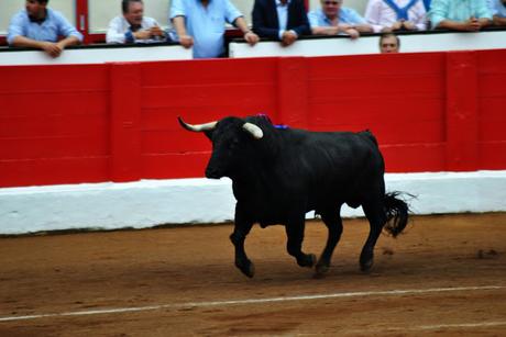 Tarde de toros