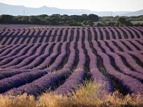 Campos de lavanda de Brihuega (La Alcarria, Guadalajara) Campos de lavanda de Brihuega (La Alcarria, Guadalajara)
