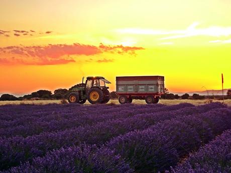 Campos de lavanda de Brihuega (La Alcarria, Guadalajara) Campos de lavanda de Brihuega (La Alcarria, Guadalajara)
