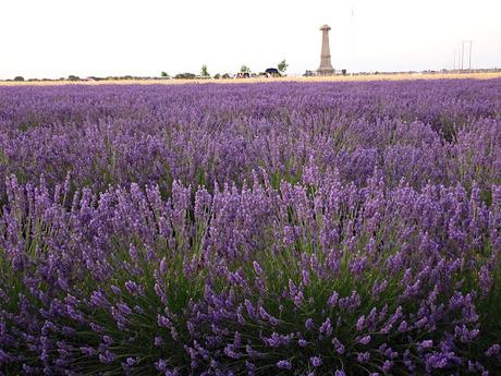 Campos de lavanda de Brihuega (La Alcarria, Guadalajara) Campos de lavanda de Brihuega (La Alcarria, Guadalajara)