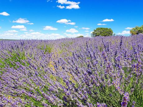 Campos de lavanda de Brihuega (La Alcarria, Guadalajara) Campos de lavanda de Brihuega (La Alcarria, Guadalajara)