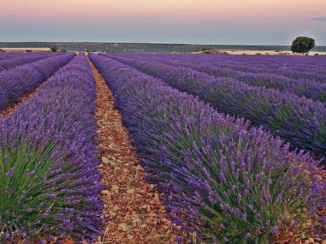 Campos de lavanda de Brihuega (La Alcarria, Guadalajara) Campos de lavanda de Brihuega (La Alcarria, Guadalajara)