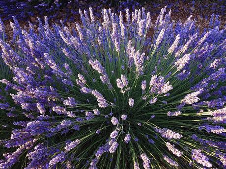 Campos de lavanda de Brihuega (La Alcarria, Guadalajara) Campos de lavanda de Brihuega (La Alcarria, Guadalajara)