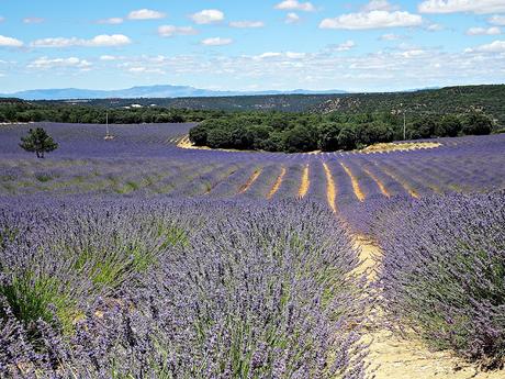 Campos de lavanda de Brihuega (La Alcarria, Guadalajara) Campos de lavanda de Brihuega (La Alcarria, Guadalajara)