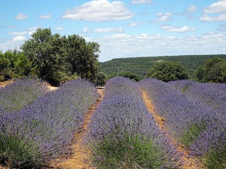 Campos de lavanda de Brihuega (La Alcarria, Guadalajara) Campos de lavanda de Brihuega (La Alcarria, Guadalajara)