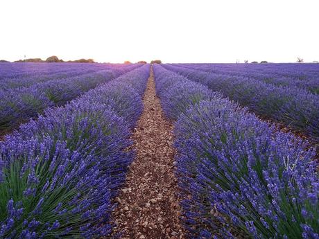 Campos de lavanda de Brihuega (La Alcarria, Guadalajara) Campos de lavanda de Brihuega (La Alcarria, Guadalajara)