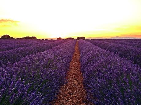 Campos de lavanda de Brihuega (La Alcarria, Guadalajara) Campos de lavanda de Brihuega (La Alcarria, Guadalajara)