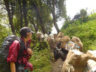 ANNAPURNA BASE CAMP ETAPA 2: GHOREPANI (2860 m) - CHOMRONG (2170 m) ANNAPURNA BASE CAMP ETAPA 2: GHOREPANI (2860 m) - CHOMRONG (2170 m)