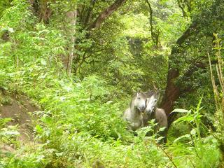 ANNAPURNA BASE CAMP ETAPA 2: GHOREPANI (2860 m) - CHOMRONG (2170 m) ANNAPURNA BASE CAMP ETAPA 2: GHOREPANI (2860 m) - CHOMRONG (2170 m)
